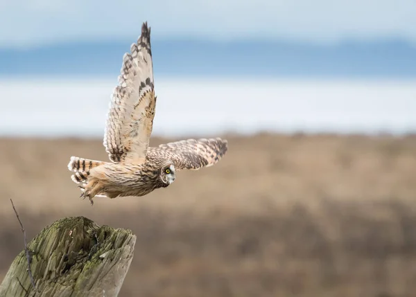 Short eared owl in the wild