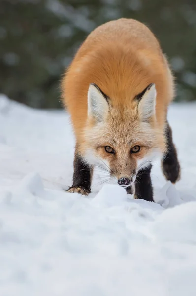 Rode Vos Het Wild — Stockfoto