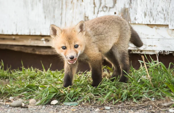 Mignon Renards Rouges Sur Herbe Nature Sauvage — Photo