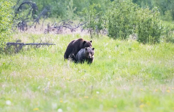 Niedźwiedź Grizzly Dziczy — Zdjęcie stockowe