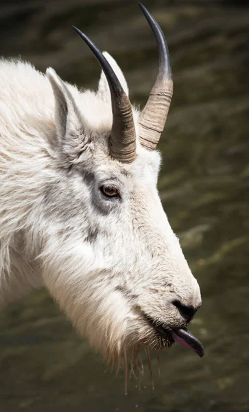 Mountain Goat Wild Park Narodowy Jasper Kanada — Zdjęcie stockowe