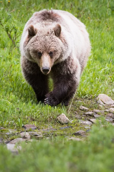 Niedźwiedź Grizzly Dziczy — Zdjęcie stockowe