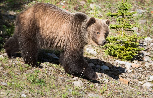 Urso Pardo Natureza — Fotografia de Stock