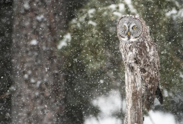 Great Grey Owl Wild Nature Alberta Canada — Stock Photo, Image