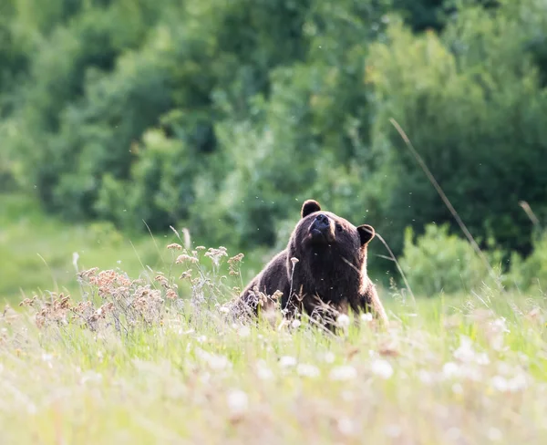 Urso Pardo Natureza — Fotografia de Stock