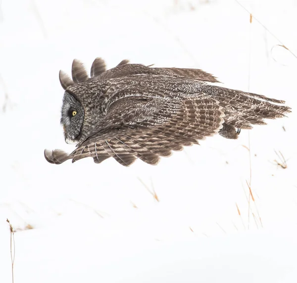 Grote Grijze Uil Wilde Natuur Alberta Canada — Stockfoto