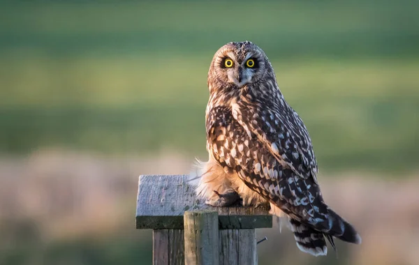 Kurzohr Eule Freier Wildbahn — Stockfoto