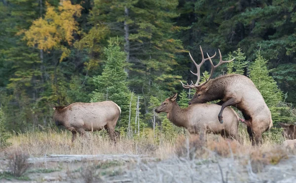 Wapiti Dans Nature — Photo