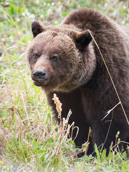 Medvěd Grizzly Divočině — Stock fotografie