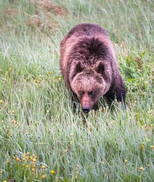 Grizzly Beer Het Wild — Stockfoto