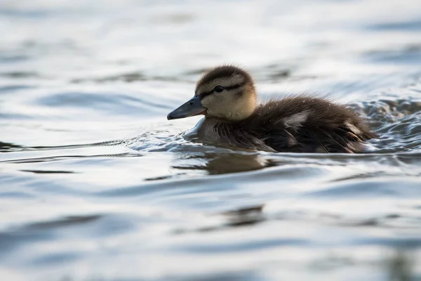 Entlein Freier Wildbahn — Stockfoto