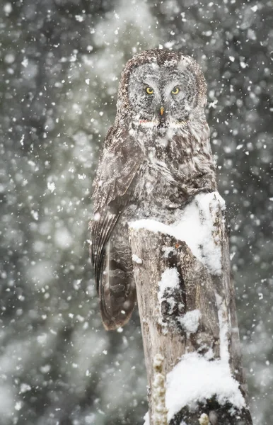 Grand Hibou Gris Dans Nature Sauvage Alberta Canada — Photo