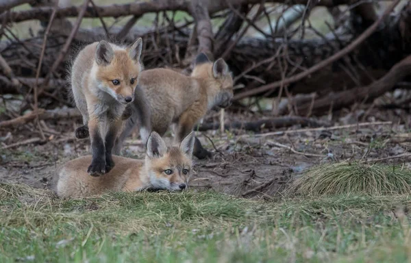 Lindos Zorros Rojos Hierba Naturaleza Salvaje — Foto de Stock