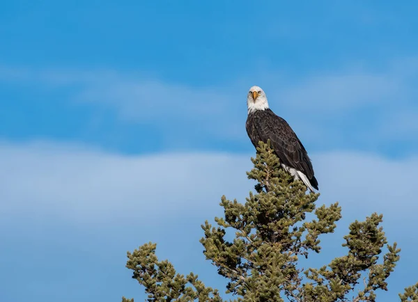 Bald Eagle Wild — Stock Photo, Image