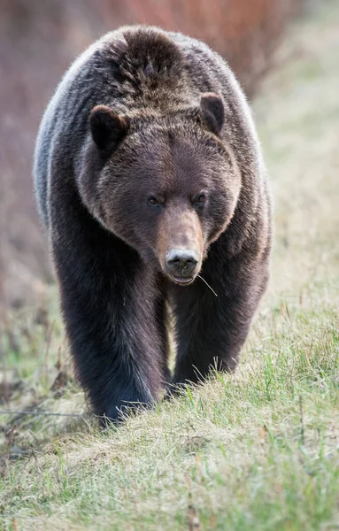 Niedźwiedź Grizzly Dziczy — Zdjęcie stockowe