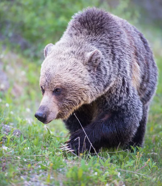 Niedźwiedzie Grizzly Dziczy — Zdjęcie stockowe