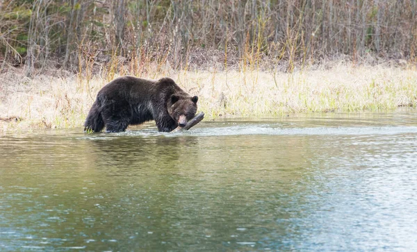 Medvěd Grizzly Divočině — Stock fotografie