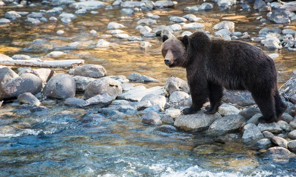 Medvěd Grizzly Divočině — Stock fotografie