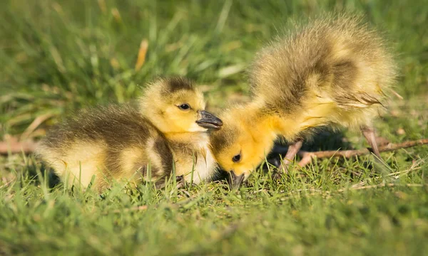 Gosling Selvagem — Fotografia de Stock