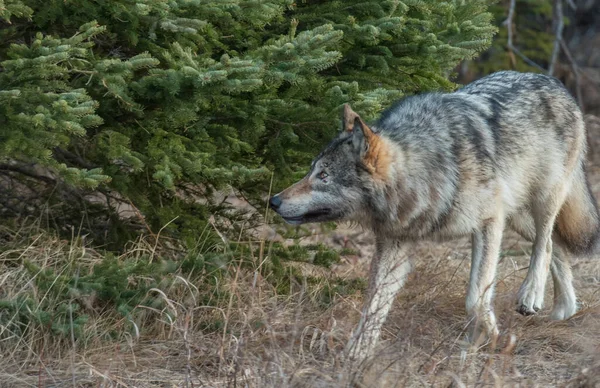 Γκρίζος Λύκος Στην Άγρια Φύση — Φωτογραφία Αρχείου