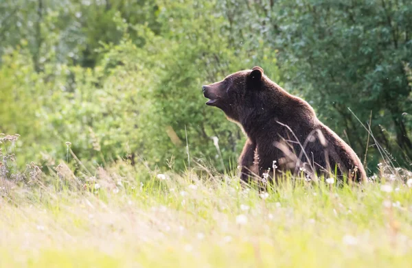 Niedźwiedź Grizzly Dziczy — Zdjęcie stockowe