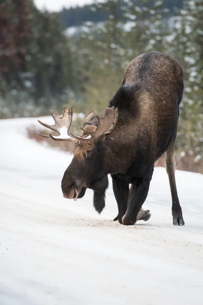 Bull Moose National Park Jasper Canada — Stock Photo, Image