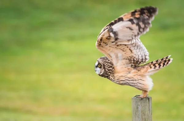 Kurzohr Eule Freier Wildbahn — Stockfoto