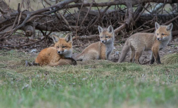 Roztomilé Červené Lišky Spolu Zachytil Parku — Stock fotografie