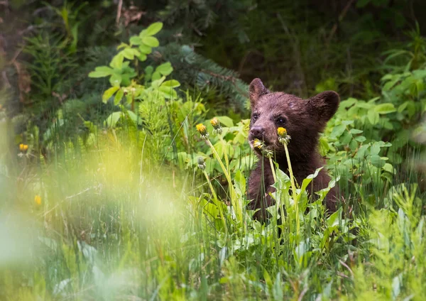 Urso Negro Natureza — Fotografia de Stock