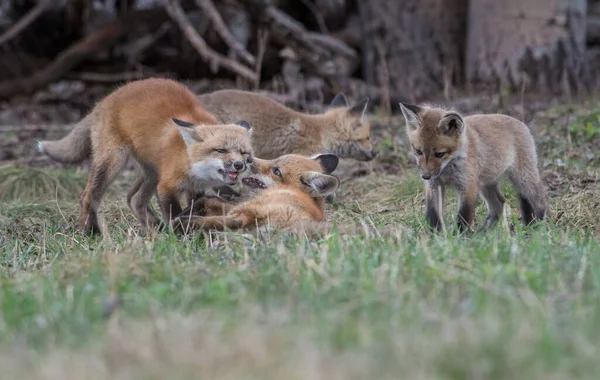 Lindos Zorros Rojos Juntos Naturaleza — Foto de Stock