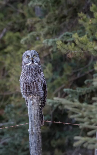 Stor Grå Uggla Vild Natur Alberta Kanada — Stockfoto