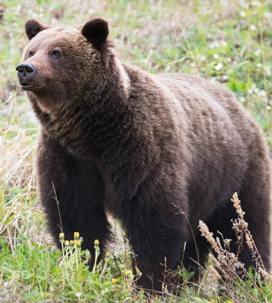 Medvěd Grizzly Divočině — Stock fotografie