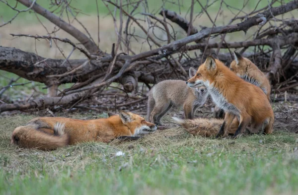 Mignon Renards Rouges Ensemble Capturés Parc — Photo