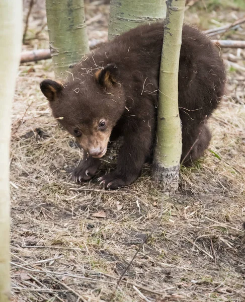 Black Bears Wild — Stock Photo, Image