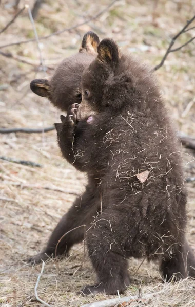 Czarne Niedźwiedzie Środowisku Naturalnym — Zdjęcie stockowe