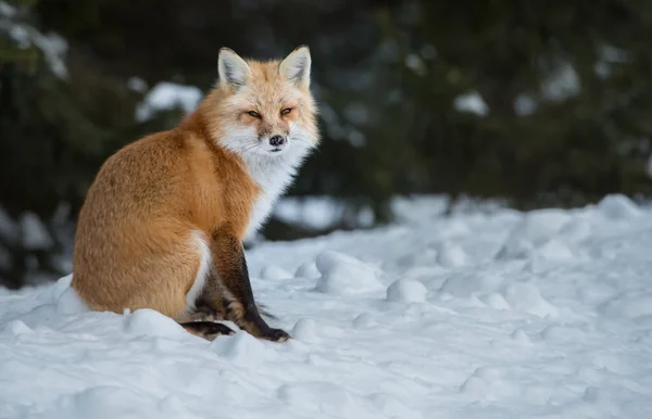 Volpe Rossa Natura — Foto Stock