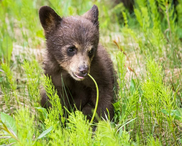 Schwarzbär Freier Wildbahn — Stockfoto