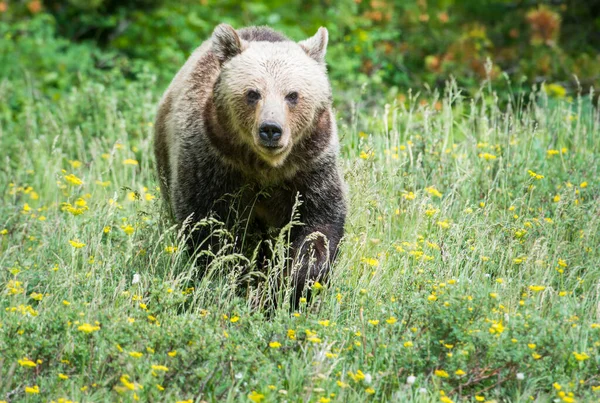 Oso Pardo Naturaleza — Foto de Stock