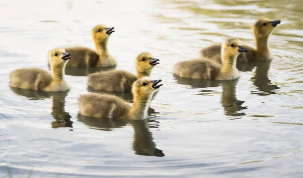 Canada Oca Famiglia Natura — Foto Stock