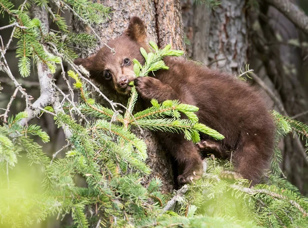 Urso Negro Natureza — Fotografia de Stock