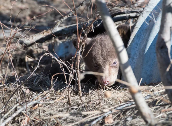 Schwarzbärenfamilie Freier Wildbahn — Stockfoto