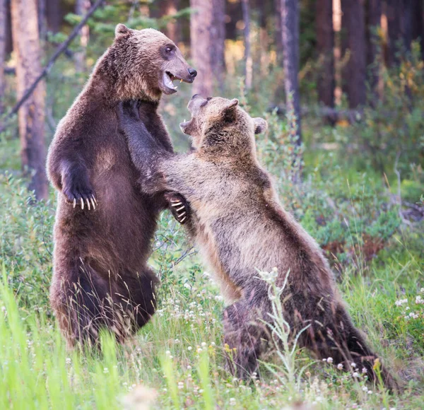 Niedźwiedzie Grizzly Dziczy — Zdjęcie stockowe