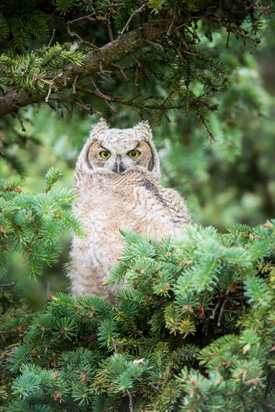 Grote Gehoornde Uil Wilde Natuur — Stockfoto