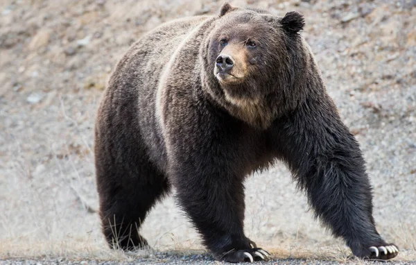 Niedźwiedź Grizzly Dziczy — Zdjęcie stockowe