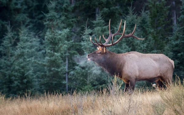 Bull Elk Rut — Stock Photo, Image