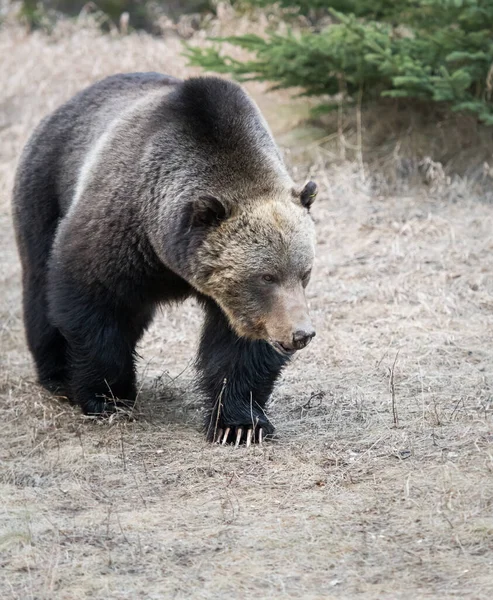 Niedźwiedź Grizzly Dziczy — Zdjęcie stockowe