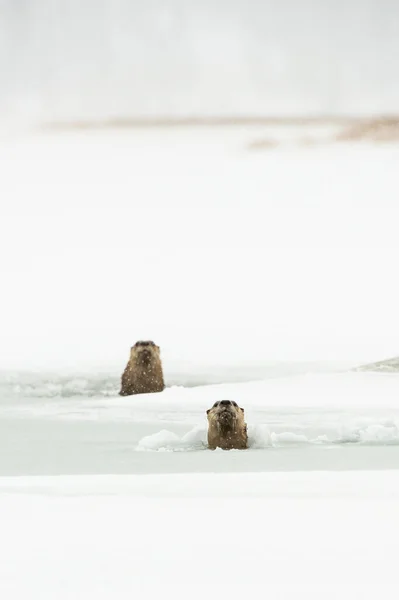 Flussotter Winter — Stockfoto