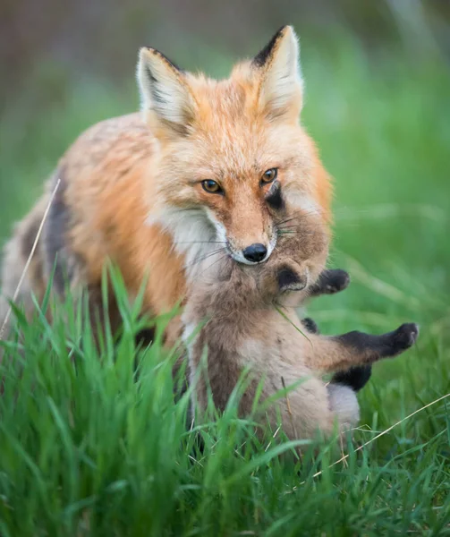 Roztomilé Červené Lišky Spolu Zachytil Parku — Stock fotografie