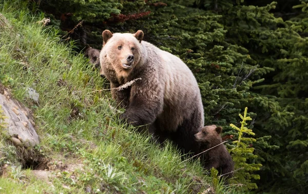 Medvěd Grizzly Divočině — Stock fotografie