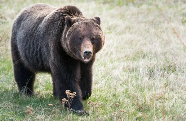 グリズリーは野生で熊を飼い — ストック写真